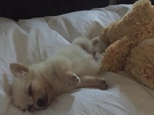 Pomchi Pics